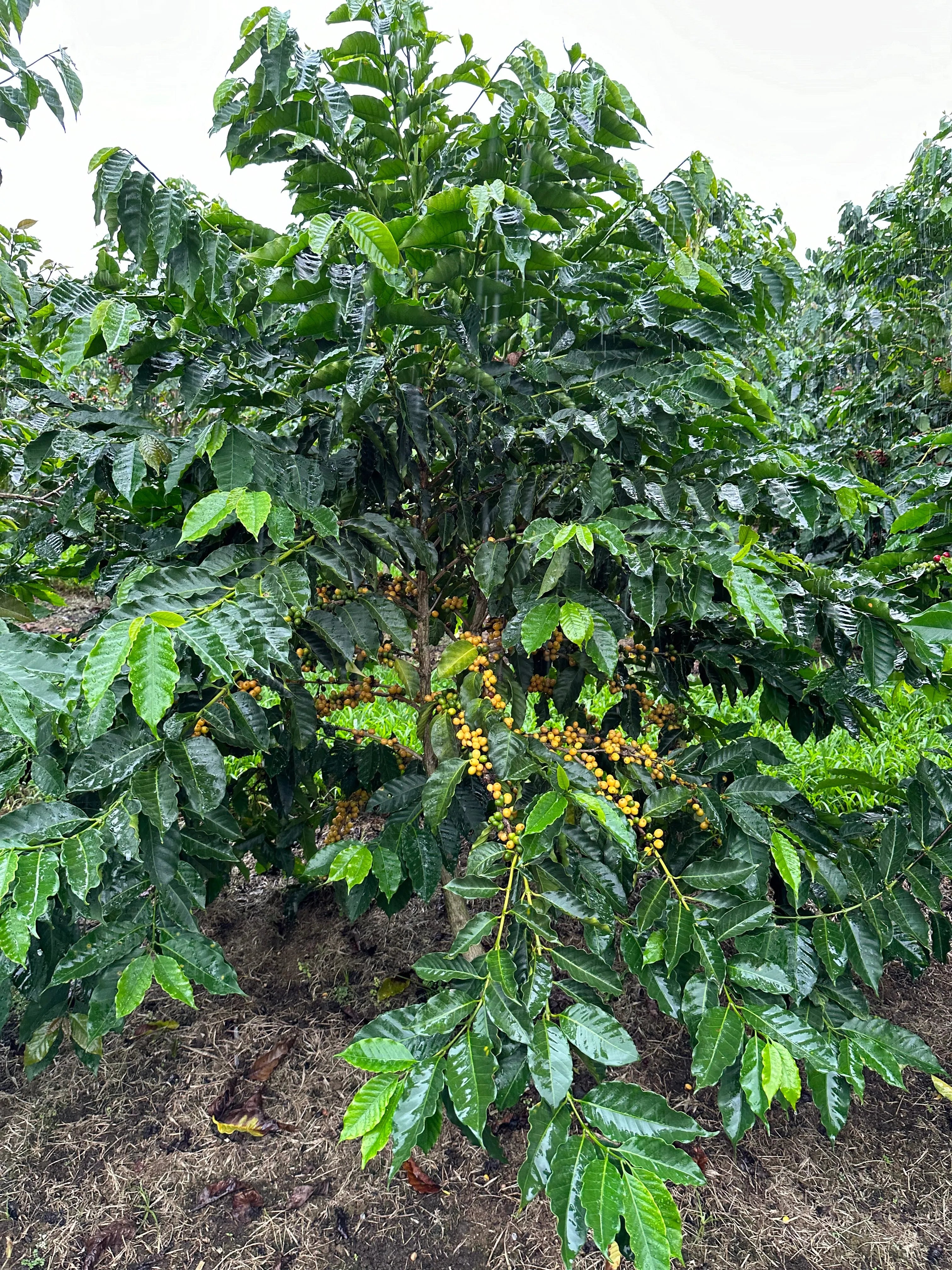 エクアドル エルドラド ウッシュ ウッシュ