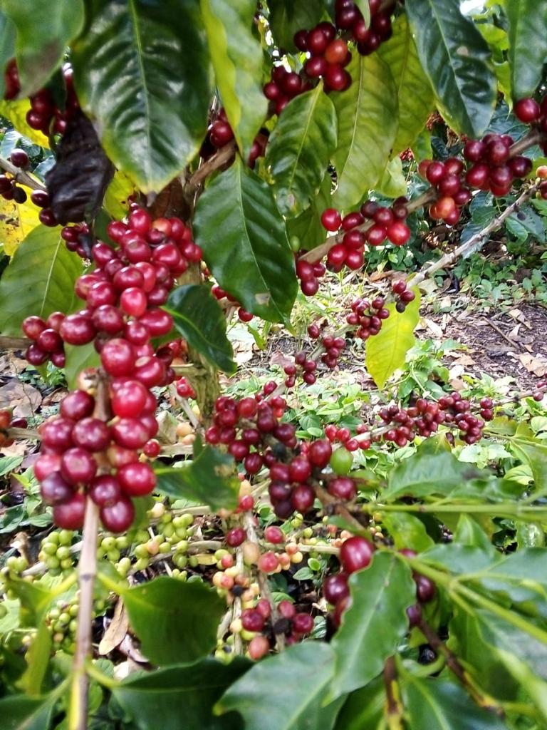 ホンジュラス エチオサール ナチュラル