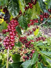 ホンジュラス エチオサール ナチュラル