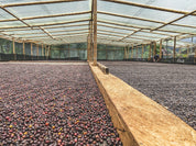 コロンビア ピンクブルボン ナチュラル -ウイラ・マジコ 5位