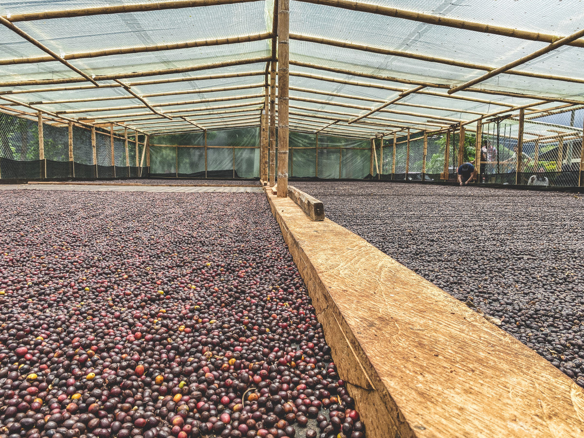 コロンビア ピンクブルボン ナチュラル -ウイラ・マジコ 5位