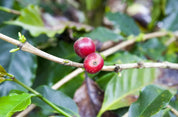 Coffea Diversa Dilla Alghe Honey
