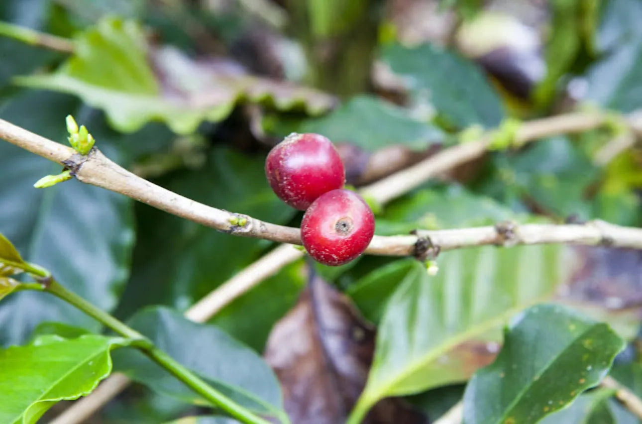 Coffea Diversa Dilla Alghe Honey