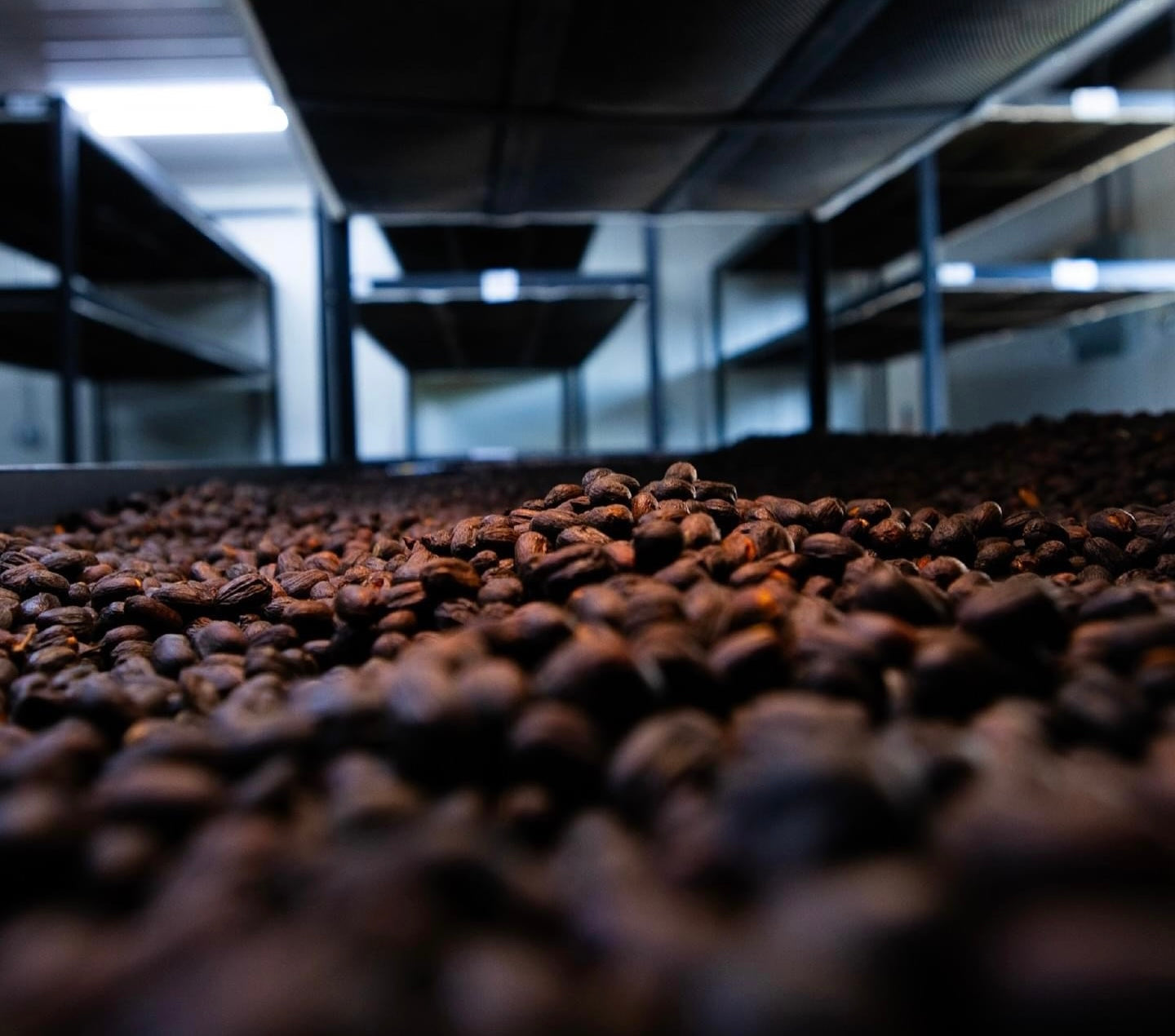 Panama Geisha Vuelta coffee cherries from Elida Estate Boquete — light roast natural process with bergamot, jasmine & papaya aromas.