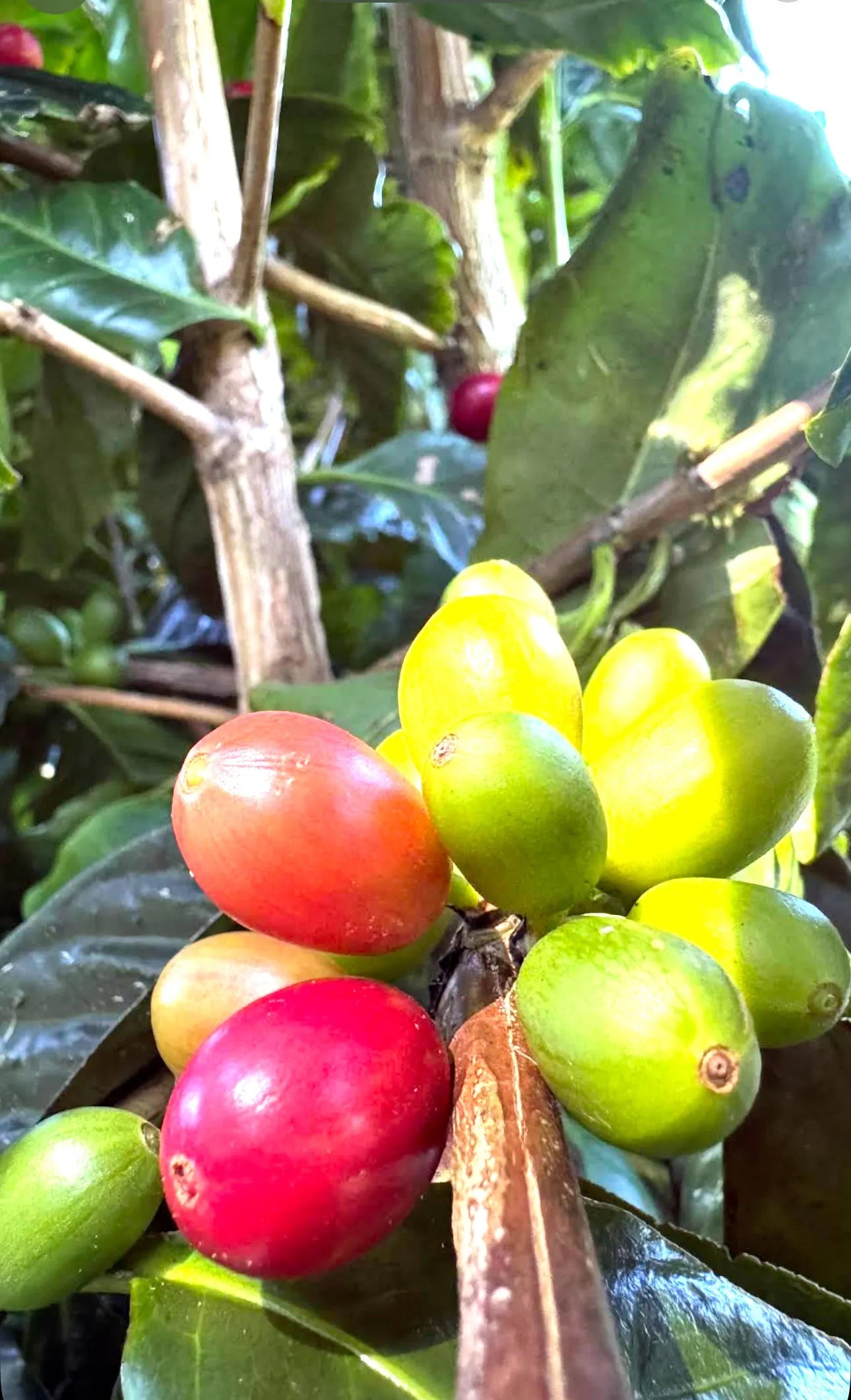 コナ タビ シャンパン ナチュラル