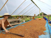 Thailand Robusta Black Honey