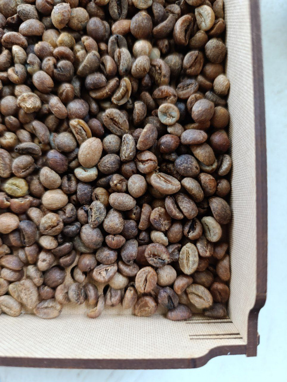 Philippines Mt Kalatungan Robusta Anaerobic Natural