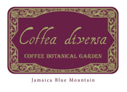 Jamaica Blue Mountain - Coffea Diversa Reserve - Geisha + Bourbon Rey
