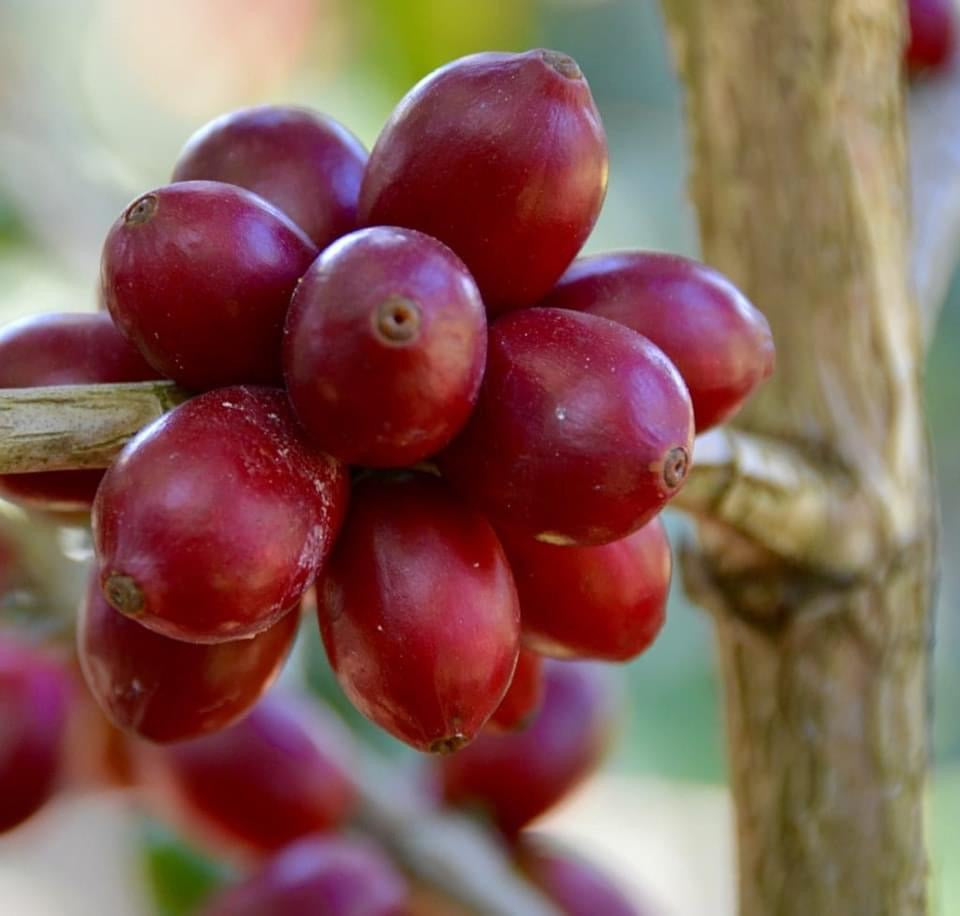 Guatemala Pacamara Pandora -Finca El Injerto Auction Lot