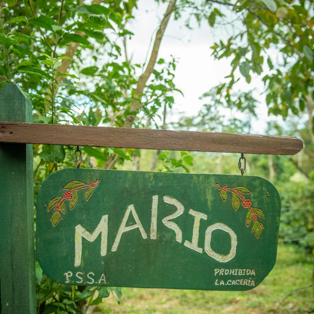 Aged Panama Geisha Natural  Vintage 2022-Hacienda La Esmeralda