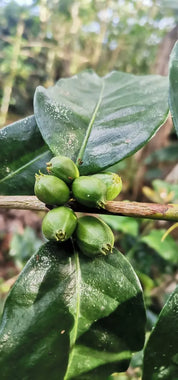 Eugenioides Rey — Coffea Diversa, Costa Rica  —Roasting December 2025