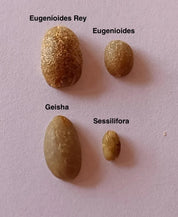 Eugenioides Rey — Coffea Diversa, Costa Rica  —Roasting December 2025