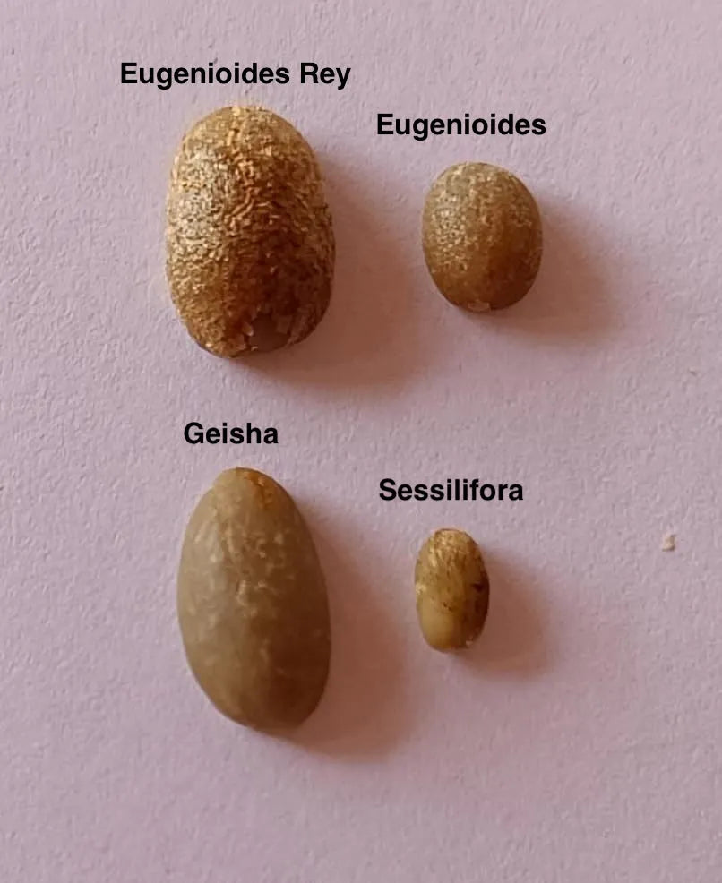 Eugenioides Rey — Coffea Diversa, Costa Rica  —Roasting December 2025