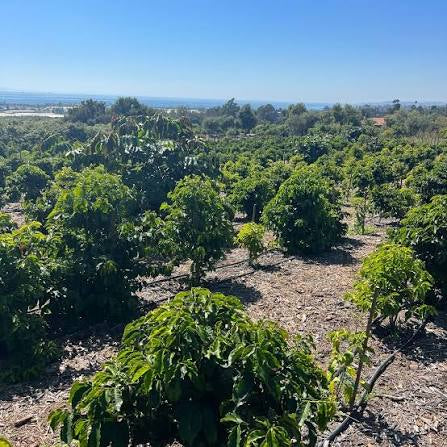 California Santa Barbara Geisha  -Finca 1890 PRESALE, ROASTING JANUARY 28TH