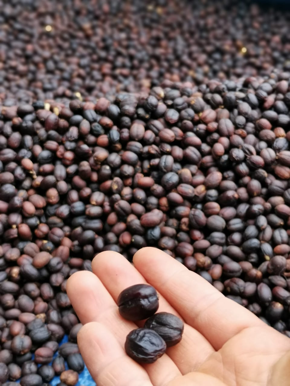 メキシコ ティピカ ナチュラル - マリベル メサ