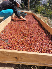 メキシコ ティピカ ナチュラル - マリベル メサ