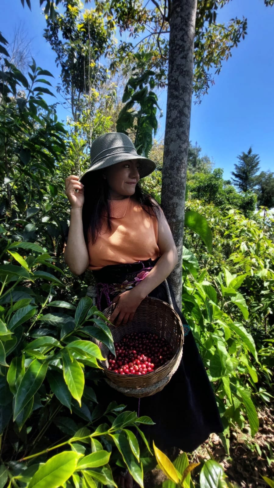 メキシコ ティピカ ナチュラル - マリベル メサ