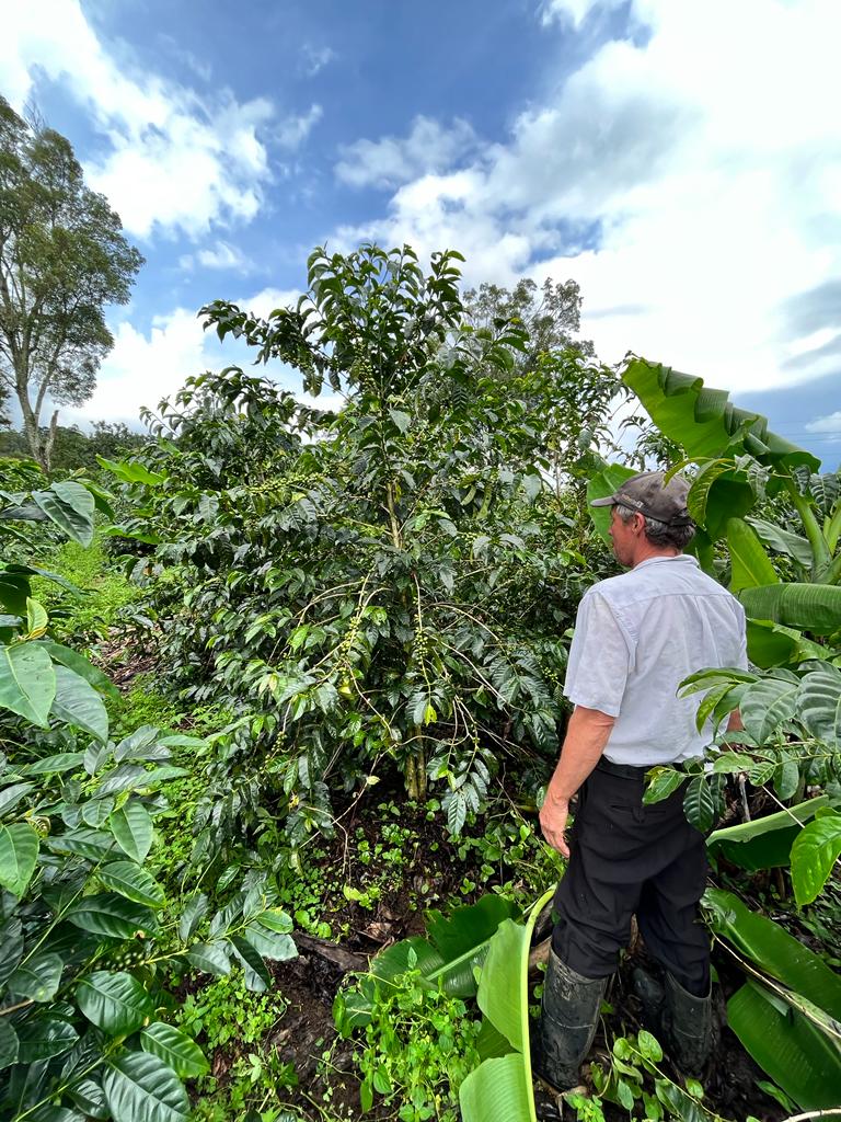 Costa Rica Kaffa Jimma Honey - Coffea Diversa