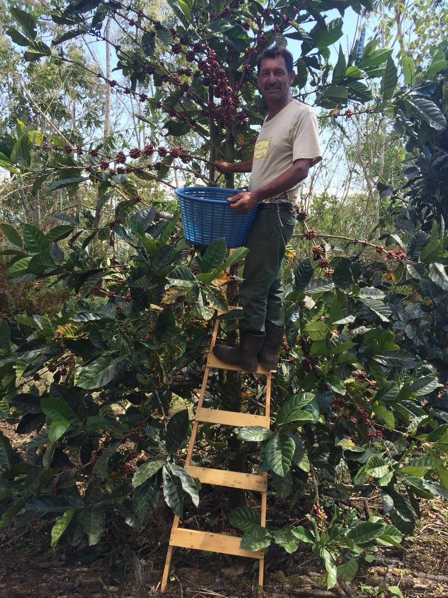 コーヒーフィア ディベルサ リベリカ ナチュラル