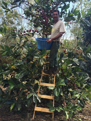 コーヒーフィア ディベルサ リベリカ ナチュラル