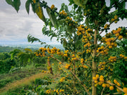 Colombia Yellow Geisha - Granja Paraíso-92