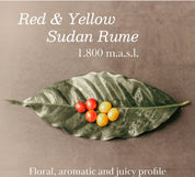 Colombia Yellow Rume Sudan