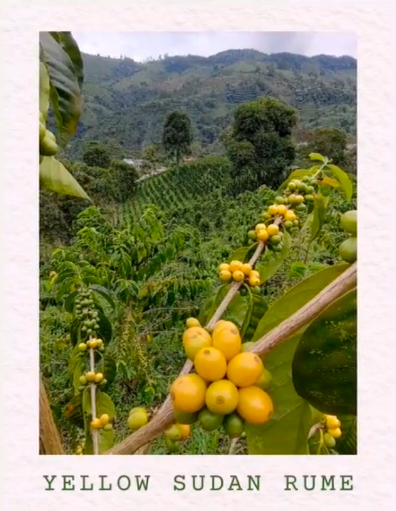 Colombia Yellow Rume Sudan