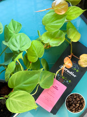 コナ・ピーベリー - ダーナル・エステート