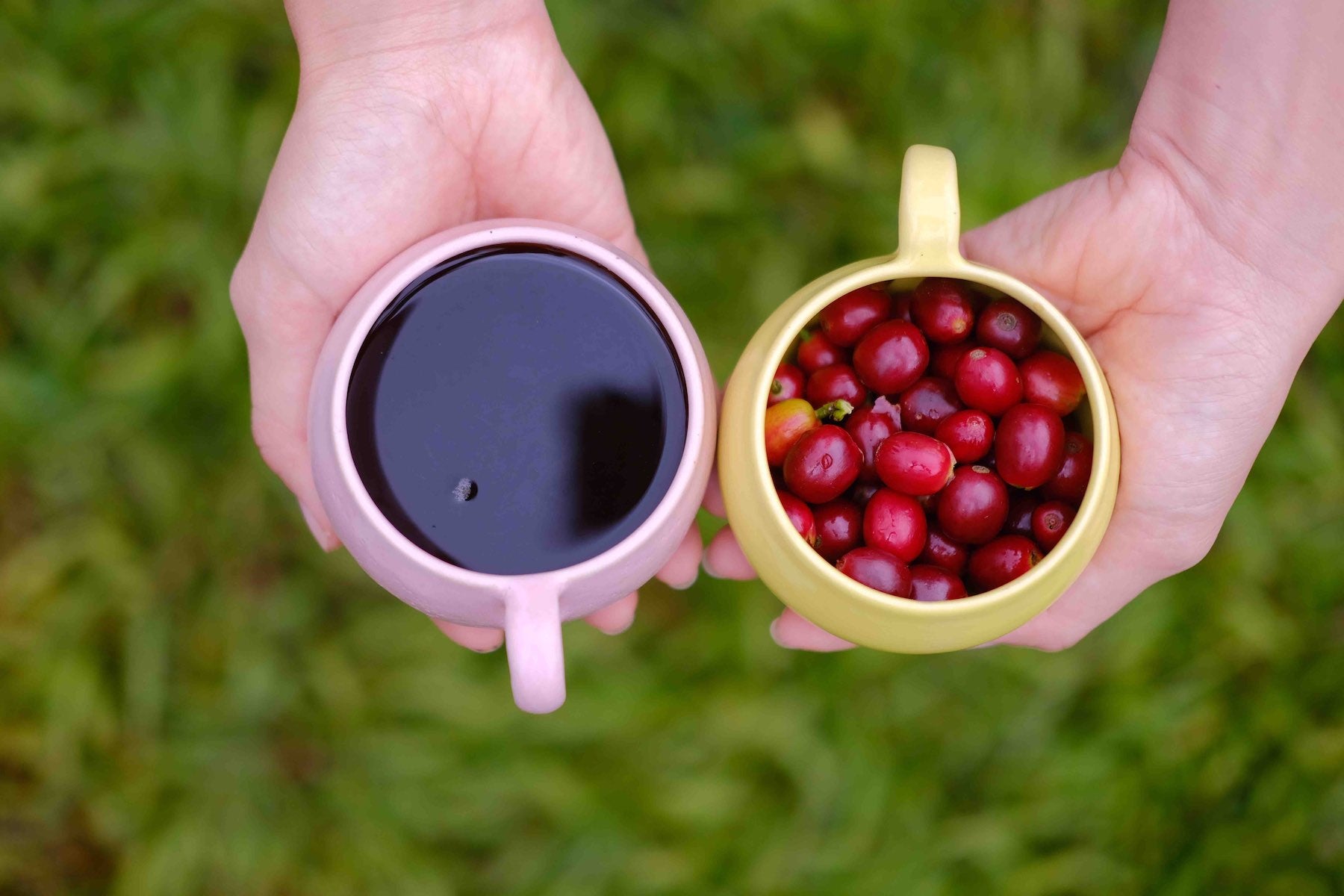Fresh Kona Coffee cherries and brewed cup held outdoors