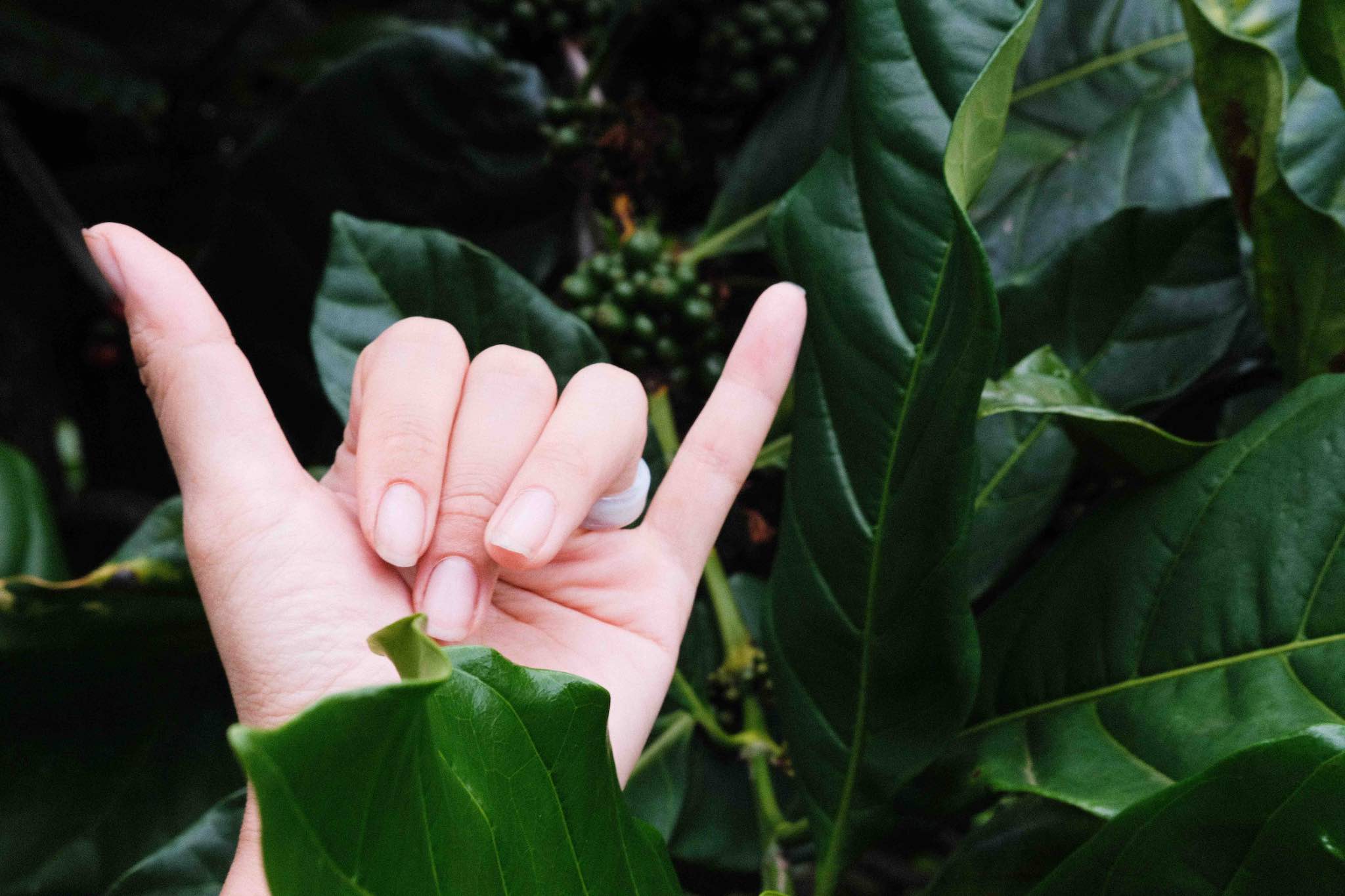 hand making a shaka gesture next to green Kona coffee leaves and unripe coffee cherries on the branch