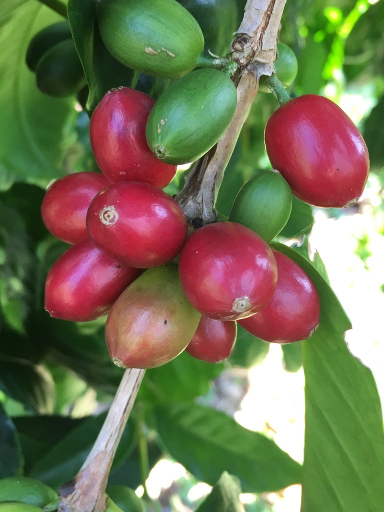 コナ・マラゴジペ - カイナリウ