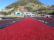 Nicaragua Gesha Natural -Finca Las Delicias