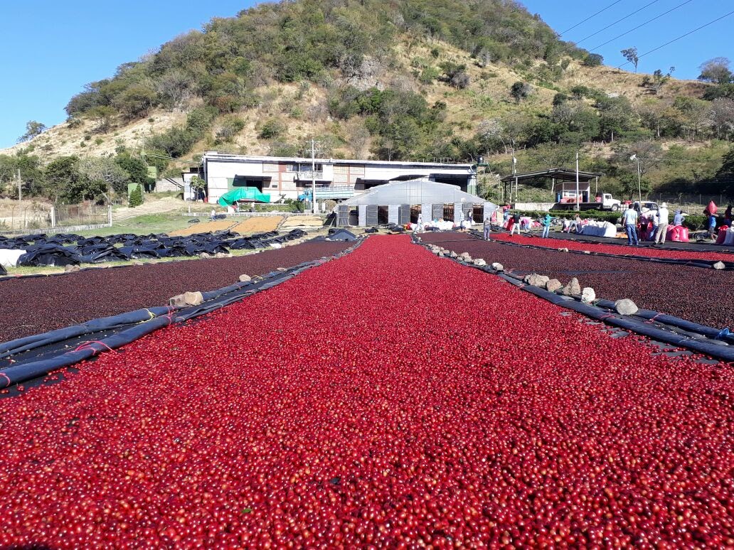 Nicaragua Gesha Natural -Finca Las Delicias