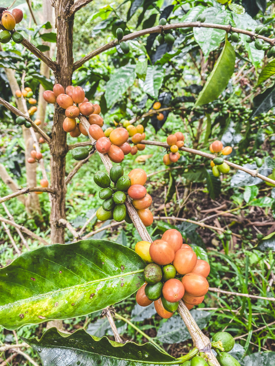 Decaf Colombia Pink Bourbon Light Roast Paradise Coffee Roasters