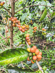 コロンビア ピンクブルボン ナチュラル -ウイラ・マジコ 5位