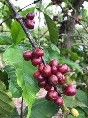 Ecuador Taza Dorada Robusta 4th Place