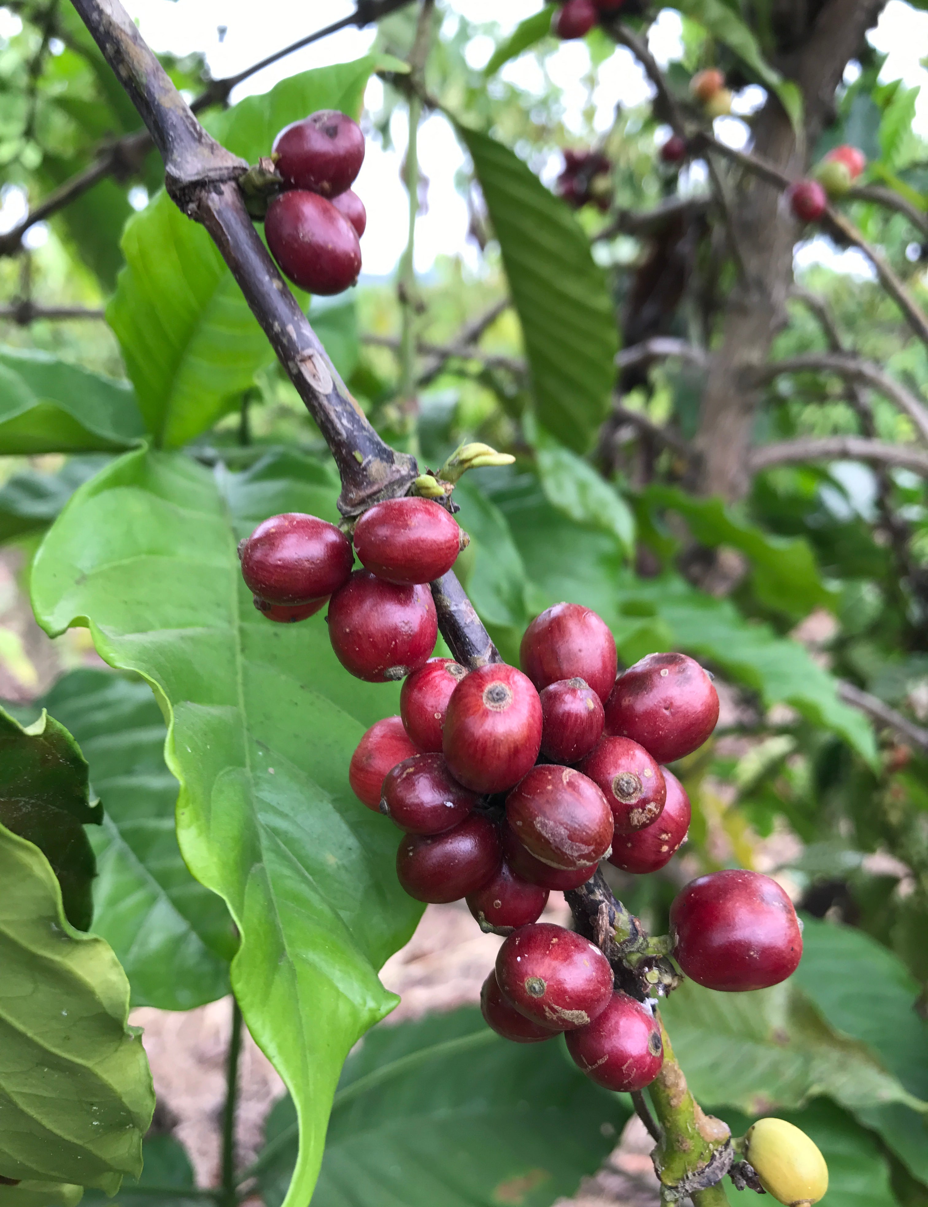 Robusta_Cherry.jpg