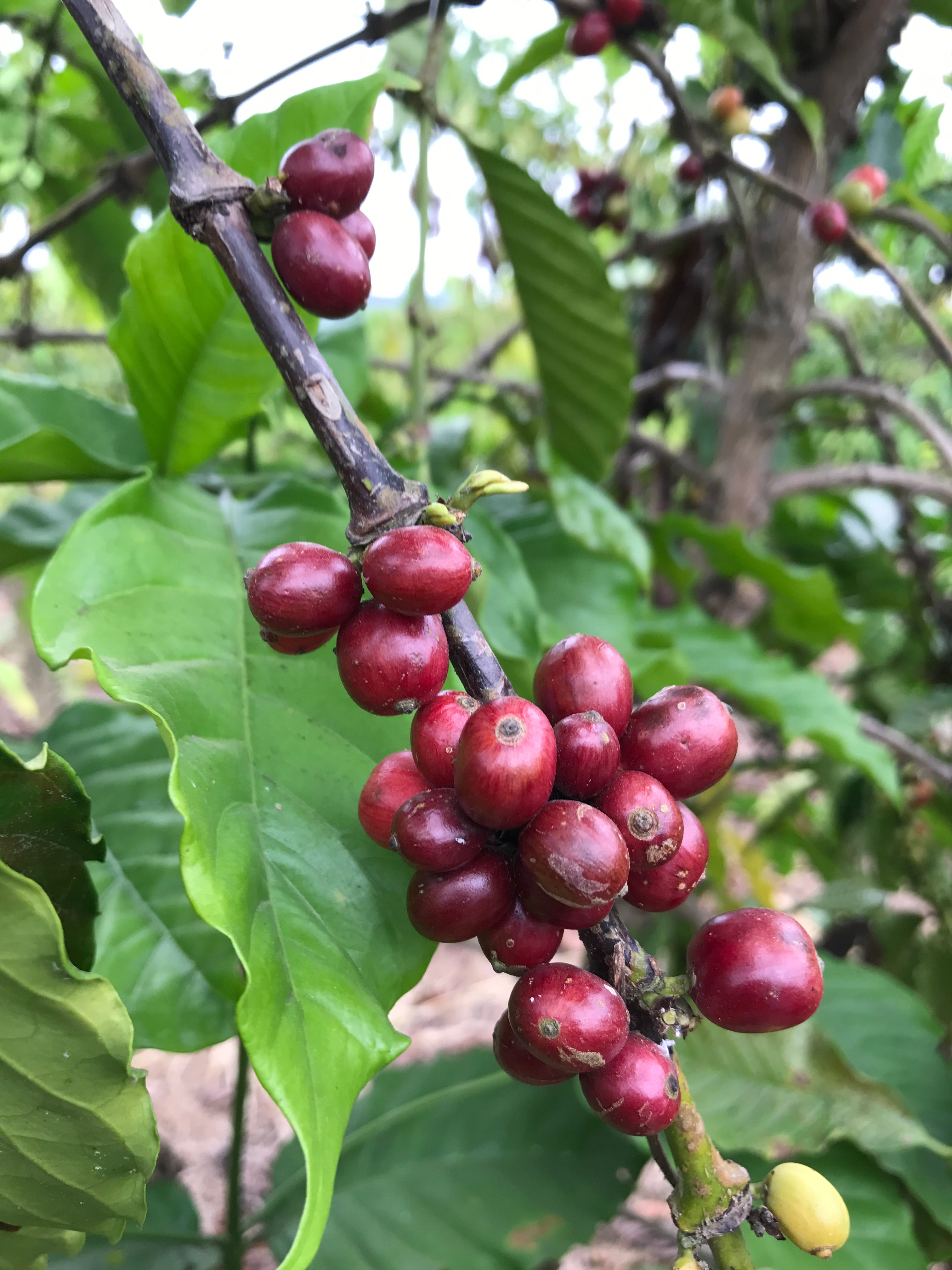 Ecuador Taza Dorada Robusta 4th Place