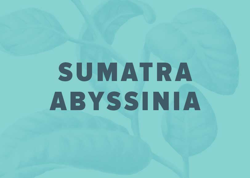 Sumatra-Abyssinia_9b8749a3-ab41-4d7a-aa3c-8ef65a1ba0a2.jpg