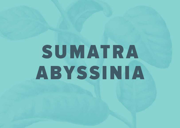 Sumatra Abyssinia Natural
