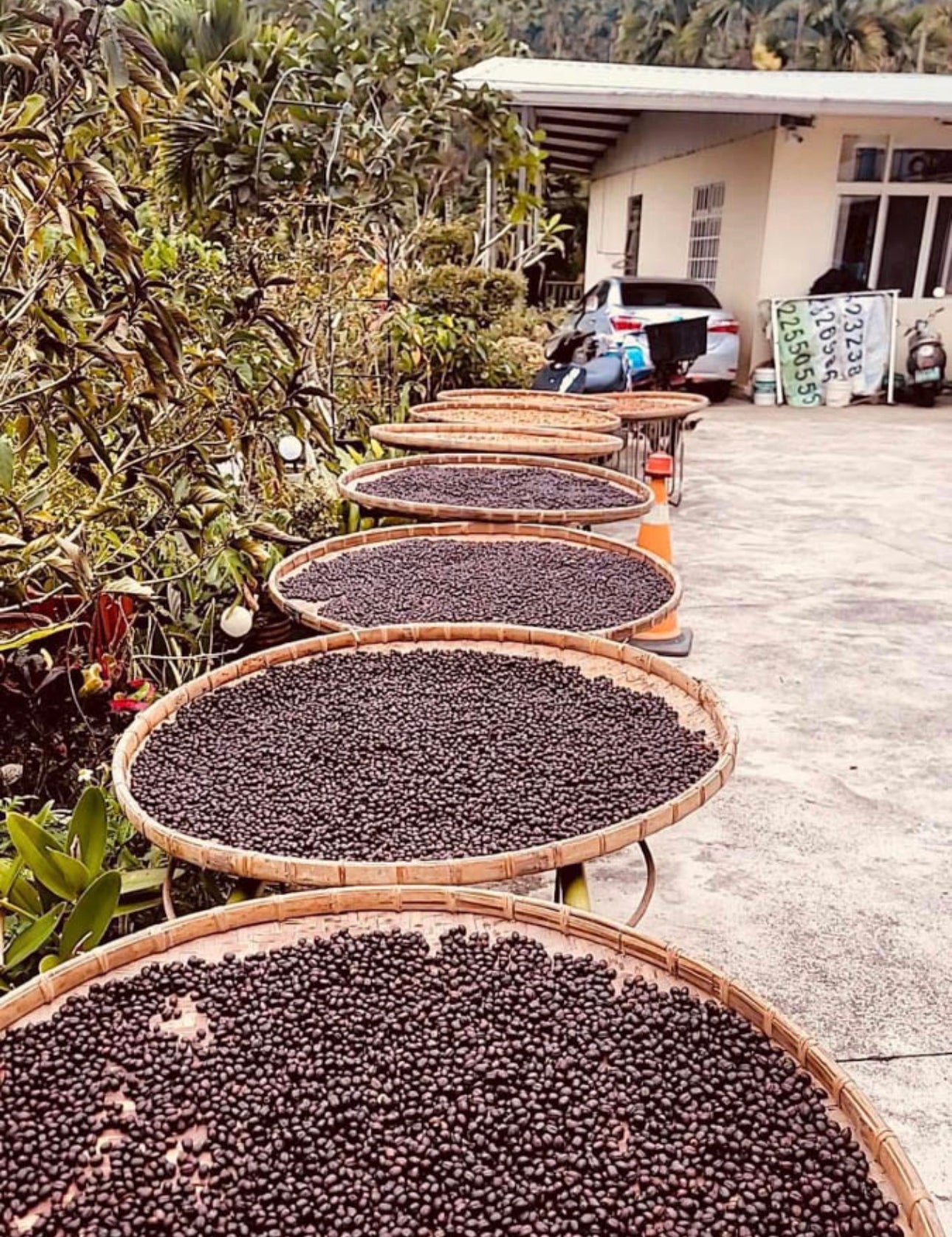 Taiwan-naturals-drying.jpg