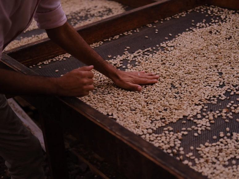 coffee_drying.png