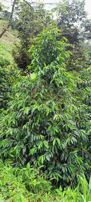 Colombia -Yirgacheffe variety
