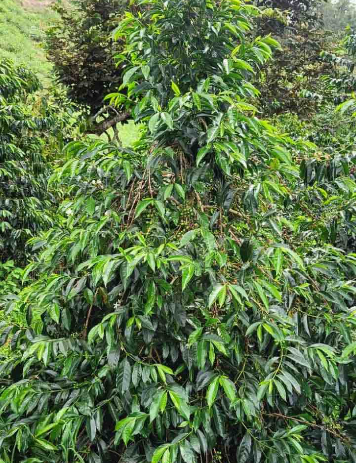 collombia-yirgacheffe-tree.jpg