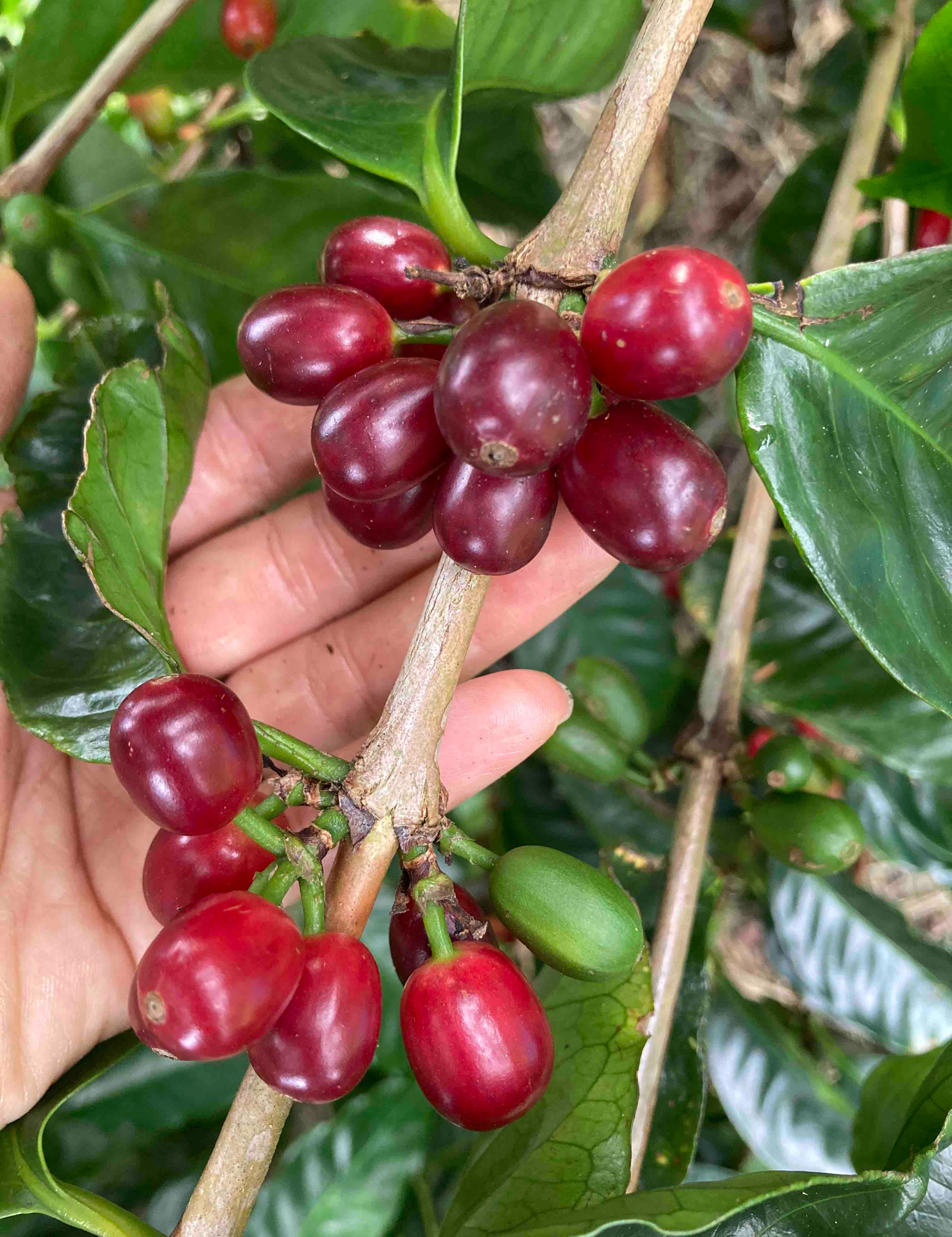 hand showing ripe geisha coffee cherries 