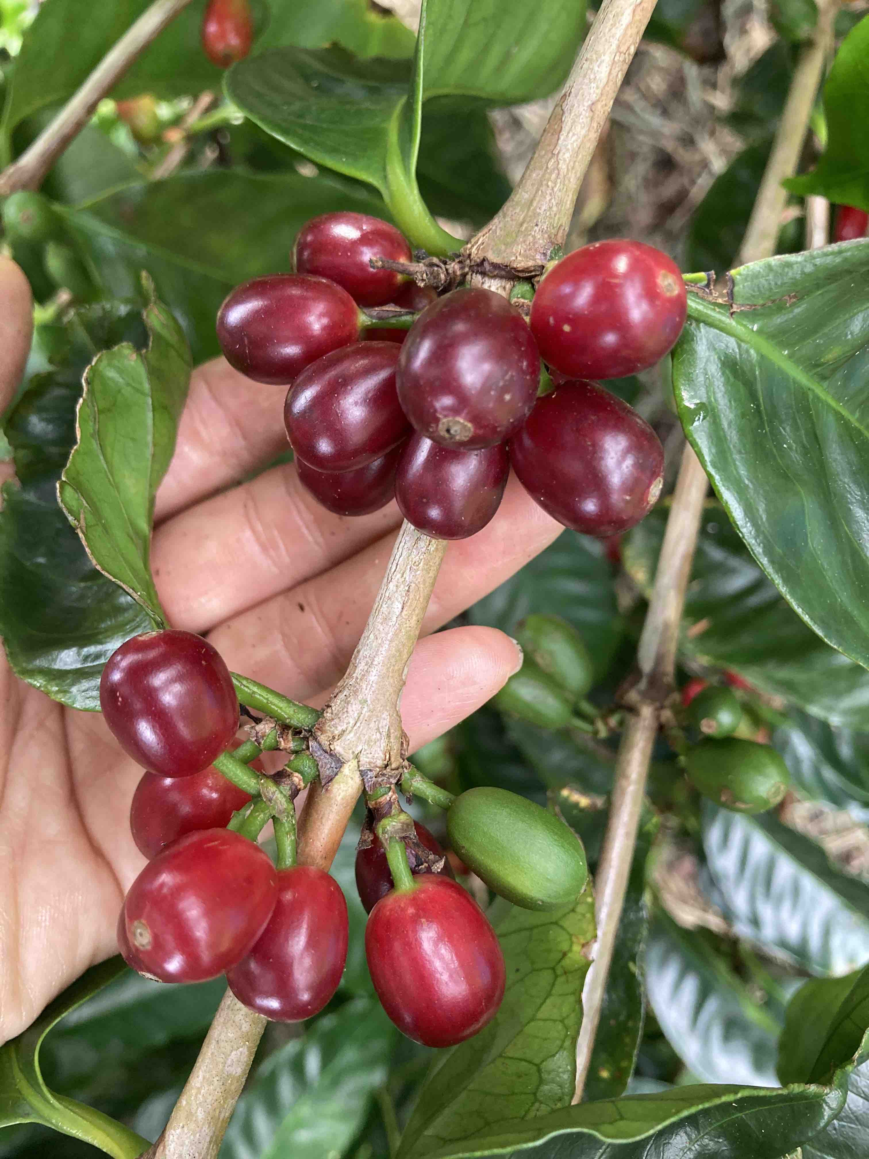 hand showing ripe geisha coffee cherries 