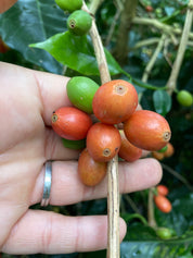 ベトナム産ブルボン嫌気性ハニー