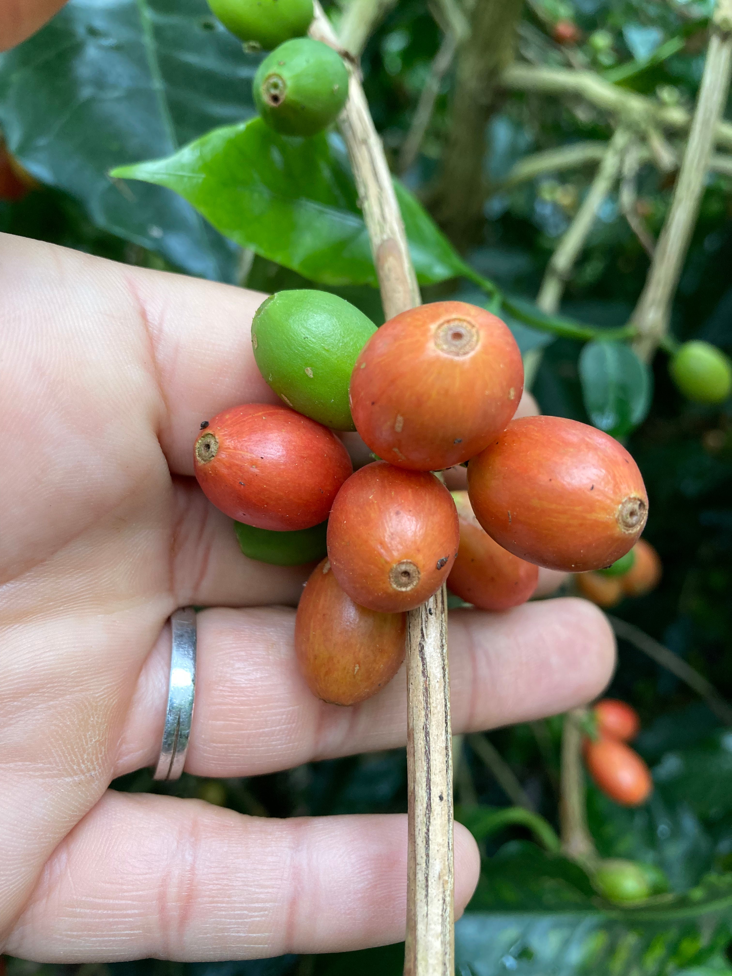 ベトナム産ブルボン嫌気性ハニー