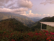 Jamaica Blue Mountain -Clifton Mount Natural