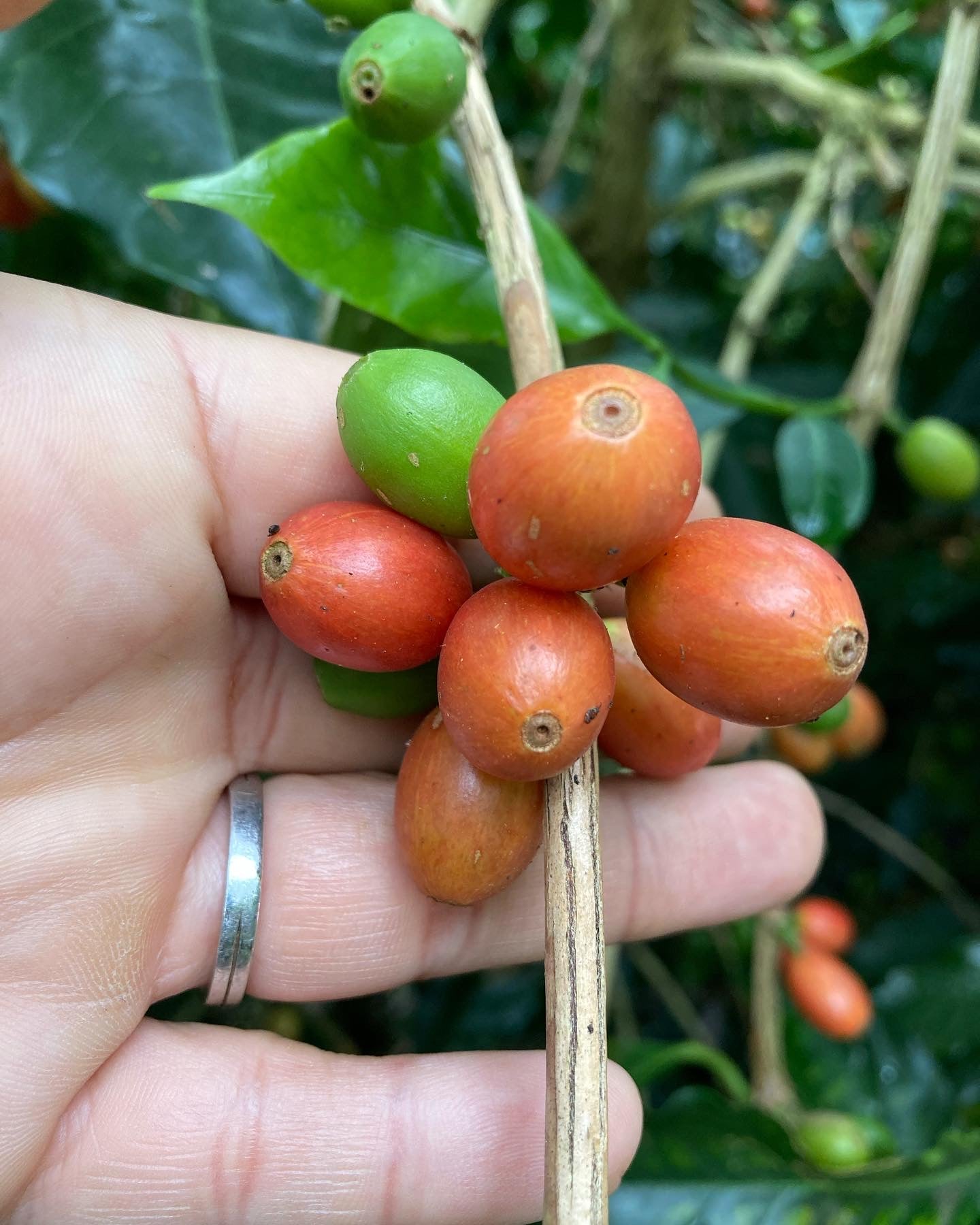 ベトナム バーボン アナエロビック ハニー エスプレッソ